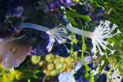 Colt Coral, Fish, Aquarium