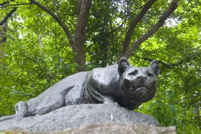 A panther at Central Park - Still Hunt, New York City