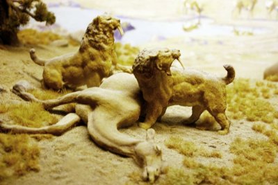 Lions feeding, American Museum of Natural History, New York City