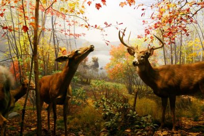 Beautiful deer in the park, American Museum of Natural History, New York City