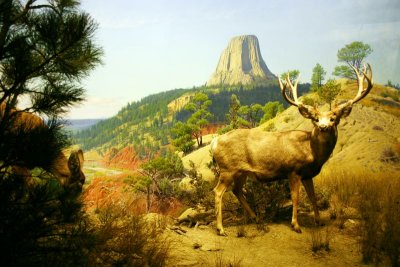 Rocky Mountain, American Museum of Natural History, New York City
