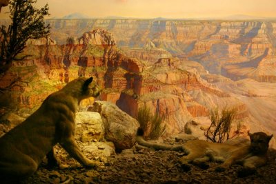 Grand Canyon, American Museum of Natural History, New York City
