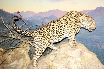 Cheetah ready to strike, American Museum of Natural History, New York City