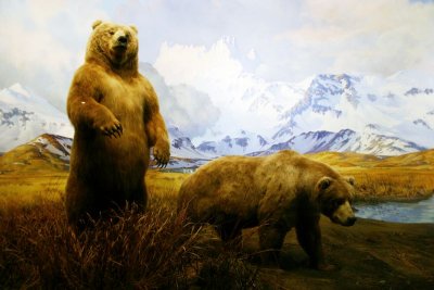 Bears of North America, American Museum of Natural History, New York City