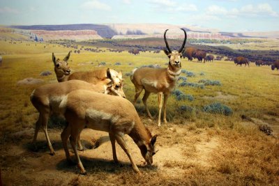 Deer grazing, American Museum of Natural History, New York City