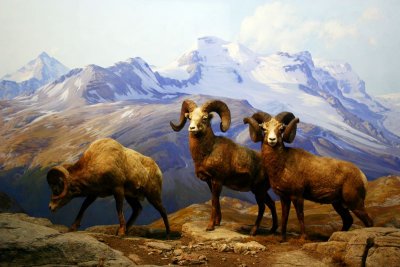 Mountain ram, American Museum of Natural History, New York City