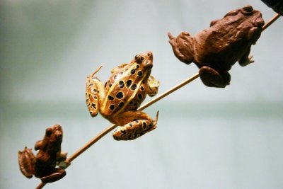 Frogs on a stick anyone?, American Museum of Natural History, New York City