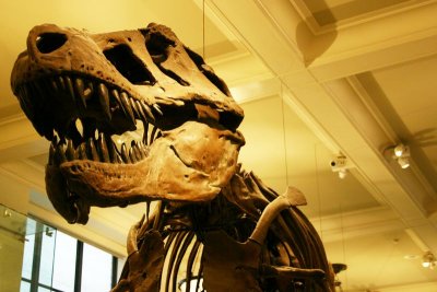 Dinosaur - the mighty T-Rex, American Museum of Natural History, New York City