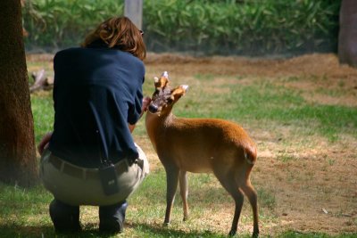 Muntjac, Indianapolis Zoo, IN