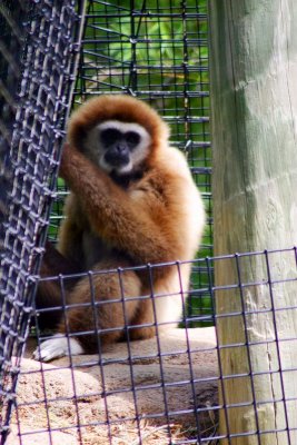 White Handed Gibbon, Indianapolis Zoo, IN