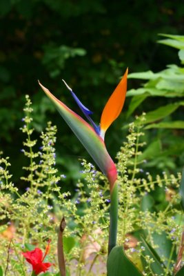 Bird of paradise, Indianapolis Zoo, IN