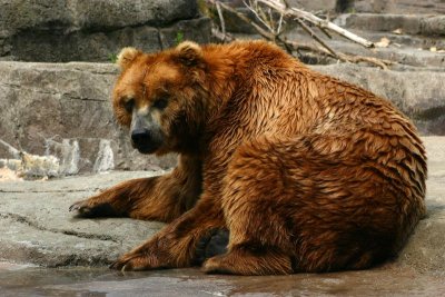 Kodiak Bear, Indianapolis Zoo, IN