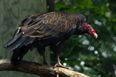 V is for Vulture - Turkey Vulture, Indianapolis Zoo, IN