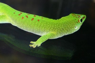 Gecko, Indianapolis Zoo, IN