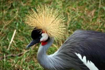 African Crowned Crane, Indianapolis Zoo, IN