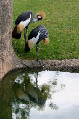 African Crowned Crane pair, Indianapolis Zoo, IN