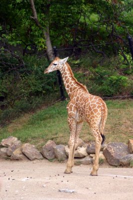 Giraffe, Indianapolis Zoo, IN