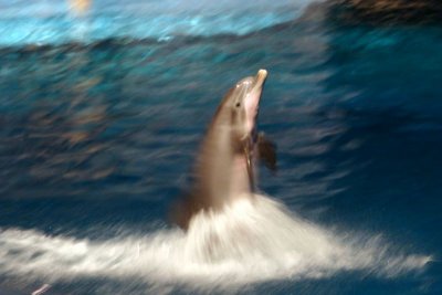 Atlantic Bottlenose Dolphin Show, Indianapolis Zoo, IN