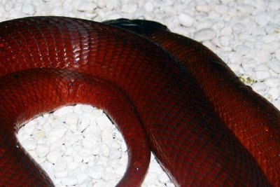 Red Spitting Cobra, Indianapolis Zoo, IN