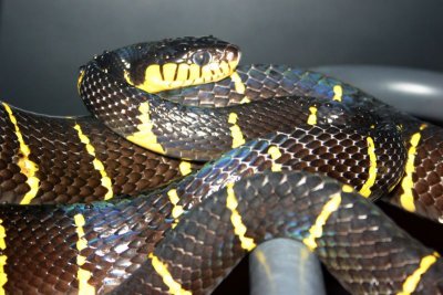 Mangrove Snake, Indianapolis Zoo, IN