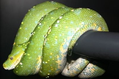 Green Tree python, Indianapolis Zoo, IN