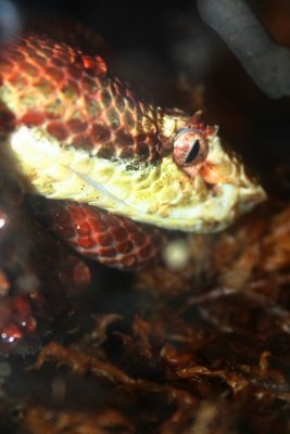 Eyelash viper's Slit eyes, Indianapolis Zoo, IN