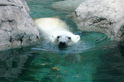 Polar Bear, Indianapolis Zoo, IN