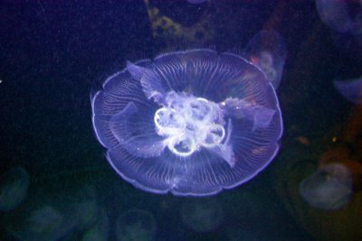 Jelly Fish, Indianapolis Zoo, IN