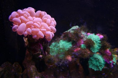 Blooming coral, Indianapolis Zoo, IN