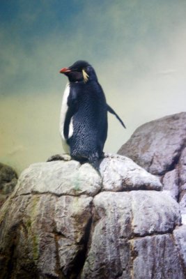 Rockhopper Penguin, Indianapolis Zoo, IN