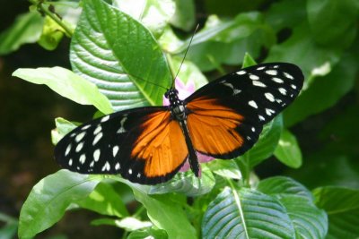 Butterfly: Tiger Longwing