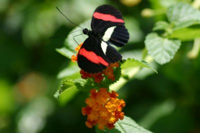Butterfly: Erato