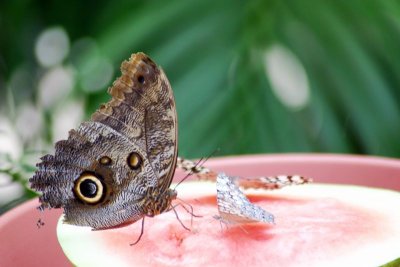 Butterfly: Blue Morpho