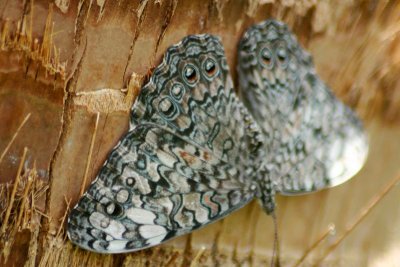 Butterfly: Gray Cracker Butterfly