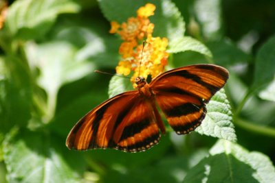 Butterfly: Banded Orange Heliconian