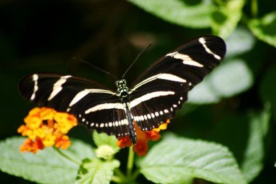 Butterfly: Zebra longwing
