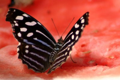 Butterfly: Blue wave butterfly