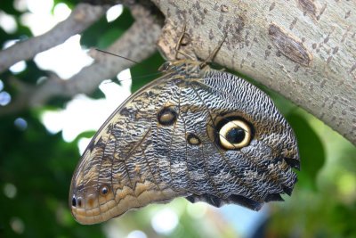 Butterfly: Blue Morpho upside down