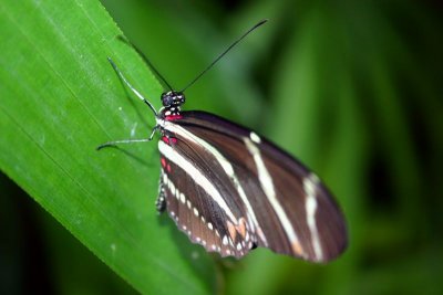 Butterfly: The sharpness of beauty