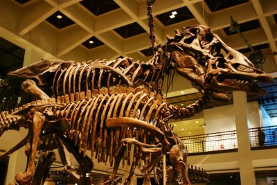 Dinosaur in the Museum of Natural Science, Houston