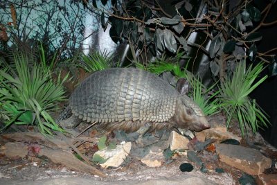 Texas Armadillo, Museum of Natural Science, Houston