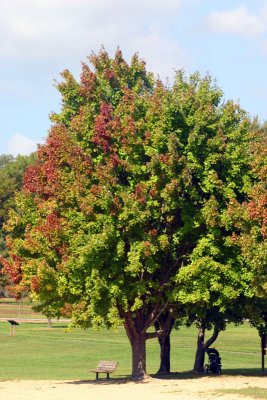 Apple tree, Bald Eagle State park, PA