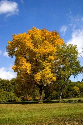 Pennsylvania - Yellow Ochre?, Bald Eagle State park, PA, Fall Colors