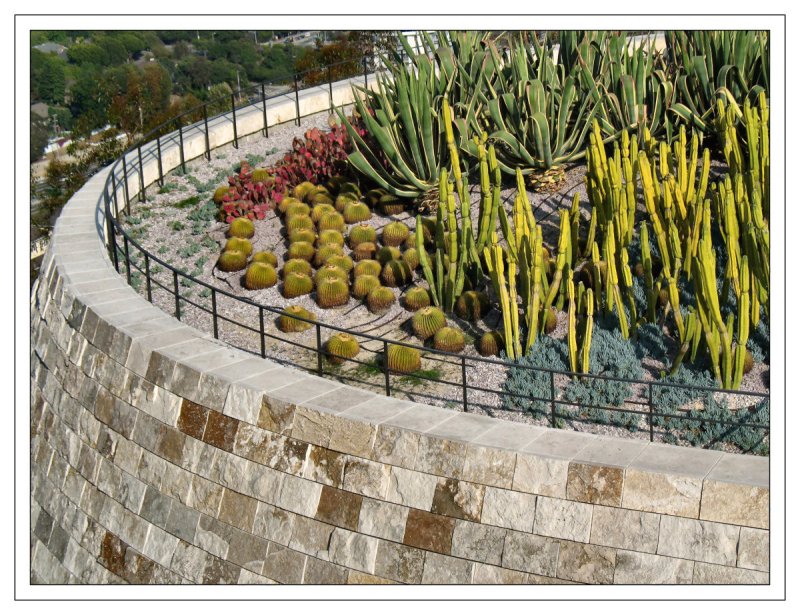 Cactus Garden