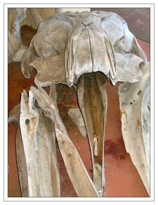 Whale Skull