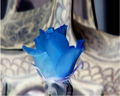 Blue Moon---Blue Rose