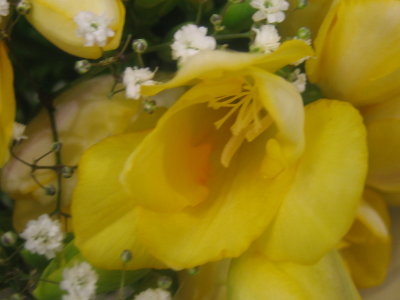 'Harison's Yellow' rose