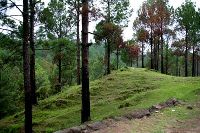 Forest near Sarsawa