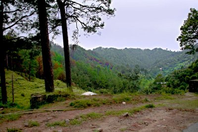 Forest near Sarsawa