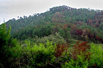 Forest near Sarsawa